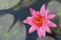 Purple lotus close up Royalty Free Stock Photo