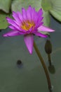 Purple lotus close up Royalty Free Stock Photo