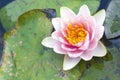 Purple lotus close up Royalty Free Stock Photo