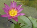 Purple Lotus Flower Royalty Free Stock Photo