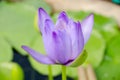 Purple Lotus flower beautiful lotus blossom or water lily flower blooming on pond background Royalty Free Stock Photo