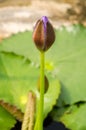 Purple Lotus flower beautiful lotus blossom or water lily flower blooming on pond background Royalty Free Stock Photo