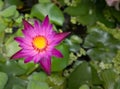 Purple lotus flower and beautiful yellow pollen Royalty Free Stock Photo