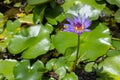 Purple lotus flower with bee absorb on pollen