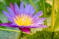 Purple lotus flower with bee fly yellow pollen