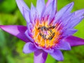 Purple lotus flower and bees in morning light. Royalty Free Stock Photo