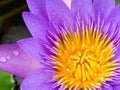 purple lotus flower blooming after rain fall in the morning Royalty Free Stock Photo