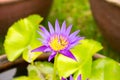Purple lotus flower blooming