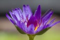 Purple lotus blossoming in nature. Royalty Free Stock Photo