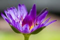 Purple lotus blossoming in nature. Royalty Free Stock Photo