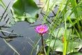 Purple lotus flower on body of water, water lily, bud, plant, pond, Royalty Free Stock Photo