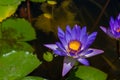 Purple lotus flower in close-up Royalty Free Stock Photo