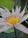 Purple lotus flower in the garden