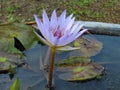 Purple Lotus Flower  half blooming Royalty Free Stock Photo