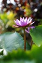 Purple lotus flower that has bloomed.