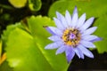 Purple lotus flower has pollen particles from the middle of flowers with a group of bees inside