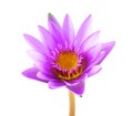 purple lotus flower isolated on white background. Beautiful lotus. Single lotus flower isolated on white , Water Lily