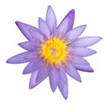 Purple lotus flower isolated on white background, clipping path Royalty Free Stock Photo