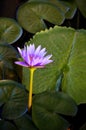 Purple Lotus Flower and Large Lotus Leaves