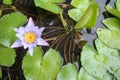 Purple lotus flower in lotus basin Royalty Free Stock Photo