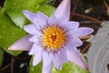 Purple lotus flower in lotus basin Royalty Free Stock Photo