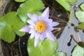 Purple lotus flower in lotus basin Royalty Free Stock Photo