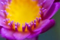 Purple Lotus Flower Macro Royalty Free Stock Photo