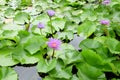 Purple Lotus Flower