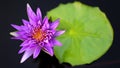 purple colorful waterlily lotus flower in the middle of a pond