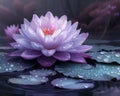 Purple lotus flower with raindrops on its petals floats on dark water, with more flowers and leaves in the shadowy background, Royalty Free Stock Photo