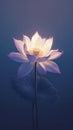 Lotus flower, illuminated from behind, showcases a gentle blend of white and purple hues against a dark blue background Royalty Free Stock Photo