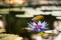 purple lotus flower with sunrise bokeh Royalty Free Stock Photo