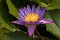 Purple lotus flower blooming in nature Royalty Free Stock Photo