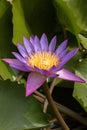 Purple lotus flower blooming in nature Royalty Free Stock Photo