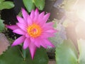 Purple lotus flower or water lily beautiful in a pot.