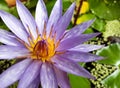 Purple lotus flower or water lily with green leaves on the water Royalty Free Stock Photo