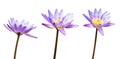 Purple lotus flower or water lily isolated on white background. Have clipping path easy for cut out. Flowers for Buddhism Royalty Free Stock Photo