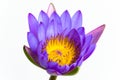 Purple lotus flower and white background. Royalty Free Stock Photo