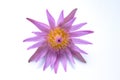 Purple lotus flower on white background Royalty Free Stock Photo