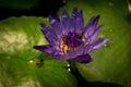 Purple Lotus Flowers with bees inside