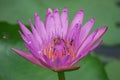 Purple Lotus Flowers and Bees