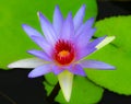 Purple lotus flowers bloom in garden Royalty Free Stock Photo