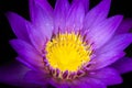Purple lotus flowers close-up,The image can be used to make a background or a website. Royalty Free Stock Photo