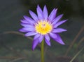 Purple Lotus flowers.