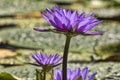 Purple lotus flowers