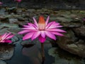 Purple lotus flowers on the pond in the cool morning Royalty Free Stock Photo