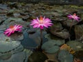 Purple lotus flowers on the pond in the cool morning Royalty Free Stock Photo