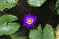 Purple Lotus Flowers or Water Lilly Royalty Free Stock Photo