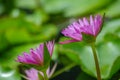 Purple Lotus Flowers or Water Lilly Royalty Free Stock Photo