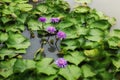 Purple lotus group landscape lotus pond green beautiful nature Thailand